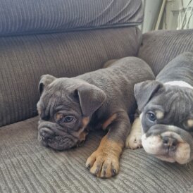 English Bulldog - Both