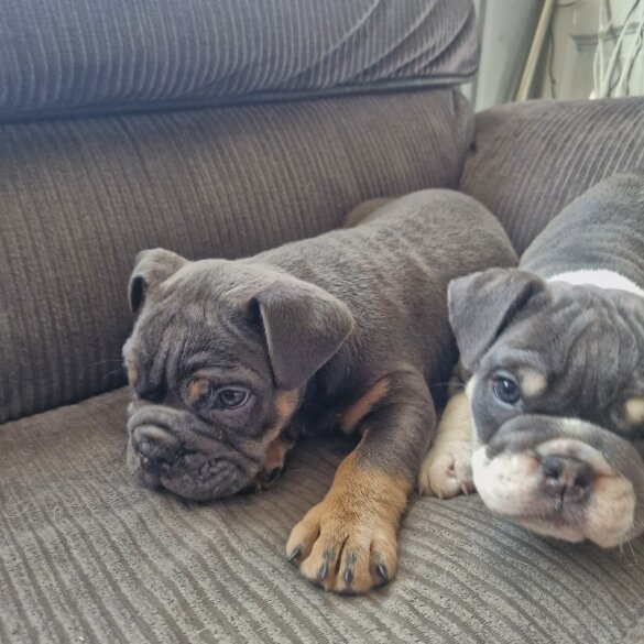 English Bulldog - Both