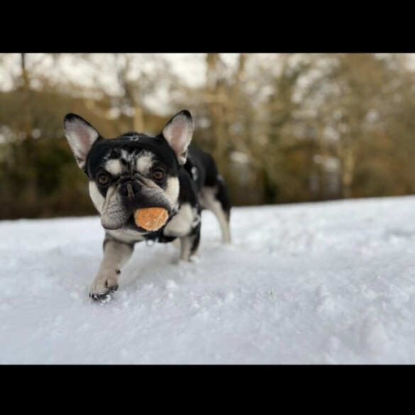 French Bulldog
