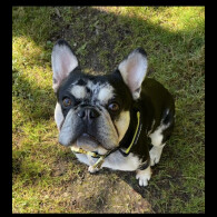French Bulldog