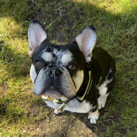 French Bulldog