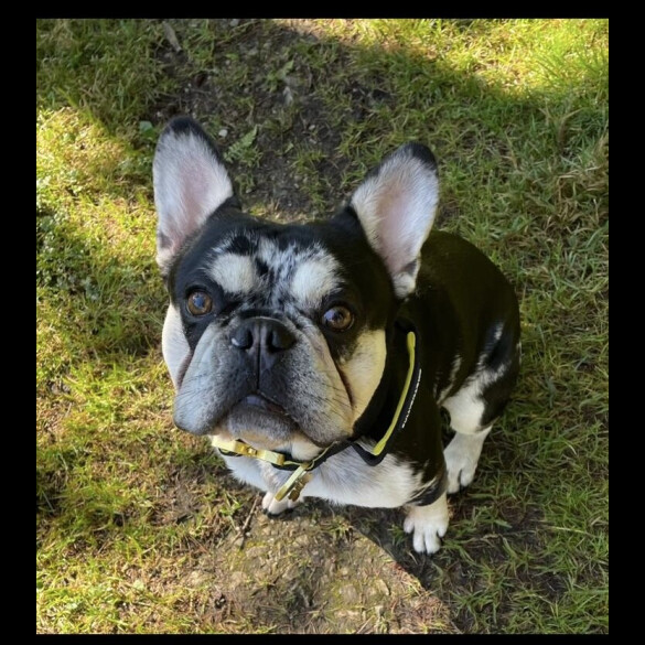 French Bulldog