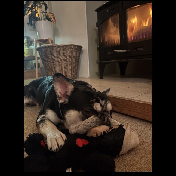 French Bulldog