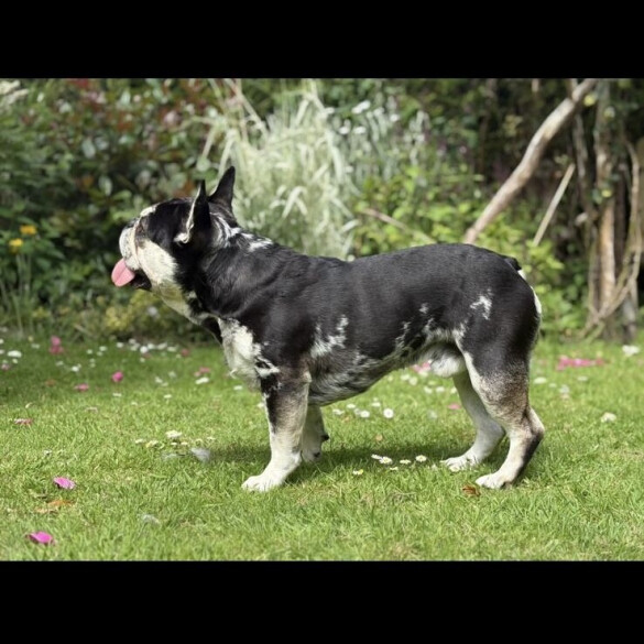 French Bulldog