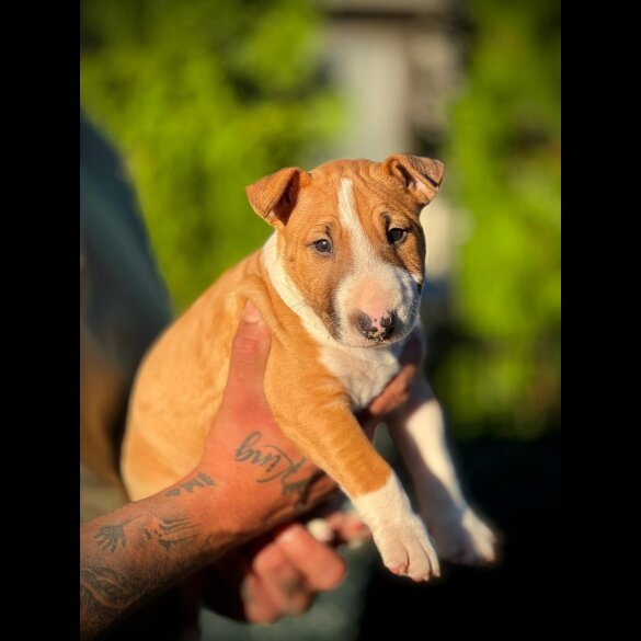 Bull Terrier - Dogs