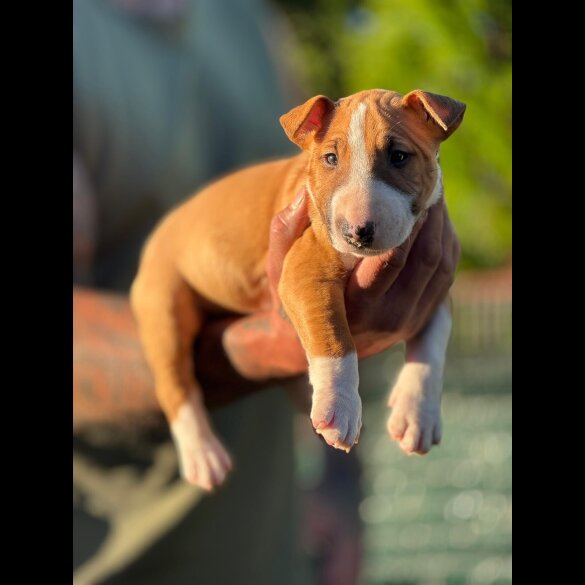 Bull Terrier - Dogs