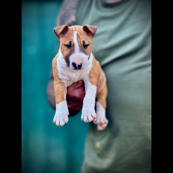 Bull Terrier - Dogs