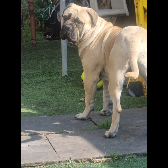 Bullmastiff - Both