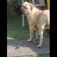 Bullmastiff - Both