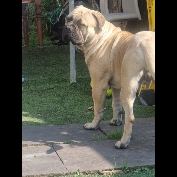 Bullmastiff - Both