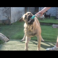 Bullmastiff - Both