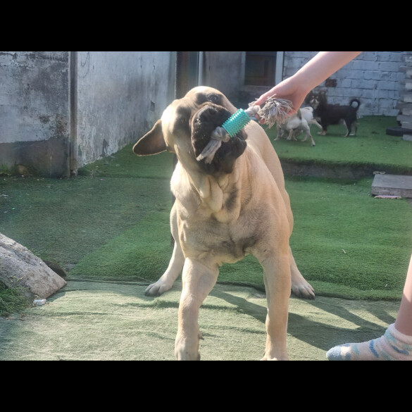 Bullmastiff - Both