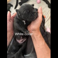 Cane Corso - Both
