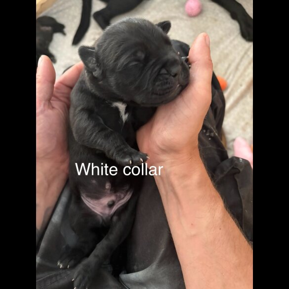Cane Corso - Both