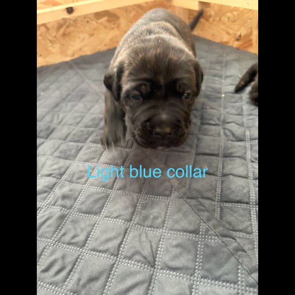 Cane Corso - Both