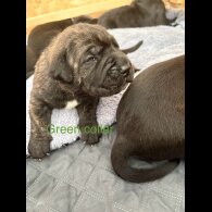 Cane Corso - Both