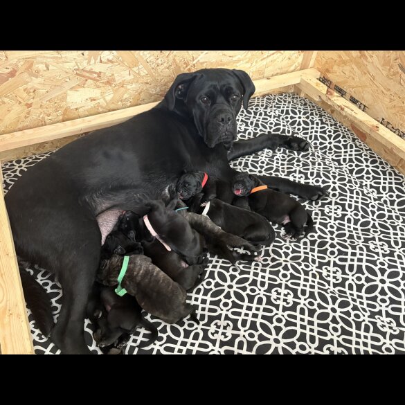Cane Corso - Both