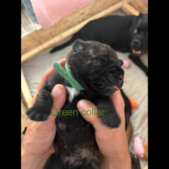Cane Corso - Both