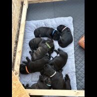 Cane Corso - Both