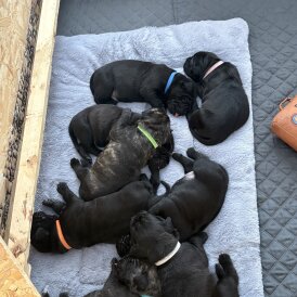 Cane Corso - Both