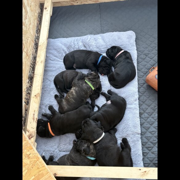 Cane Corso - Both