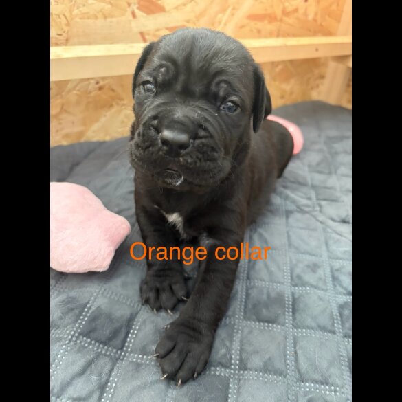 Cane Corso - Both
