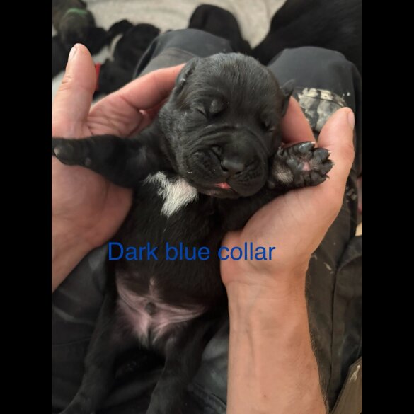 Cane Corso - Both
