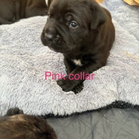 Cane Corso - Both