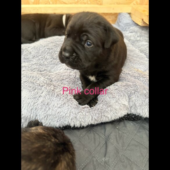 Cane Corso - Both