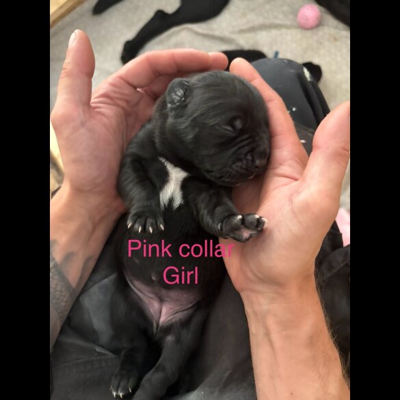 Cane Corso - Both