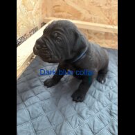 Cane Corso - Both