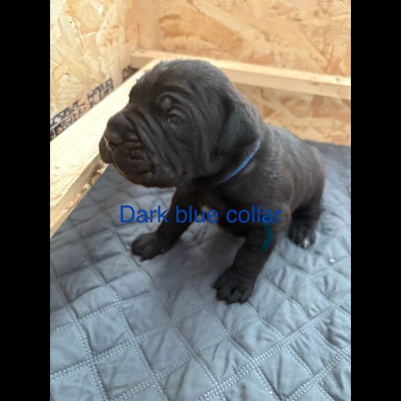 Cane Corso - Both