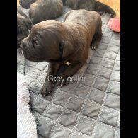 Cane Corso - Both
