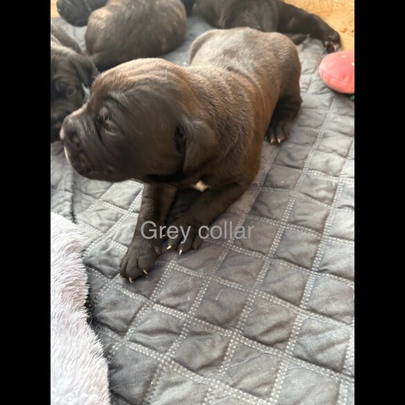 Cane Corso - Both