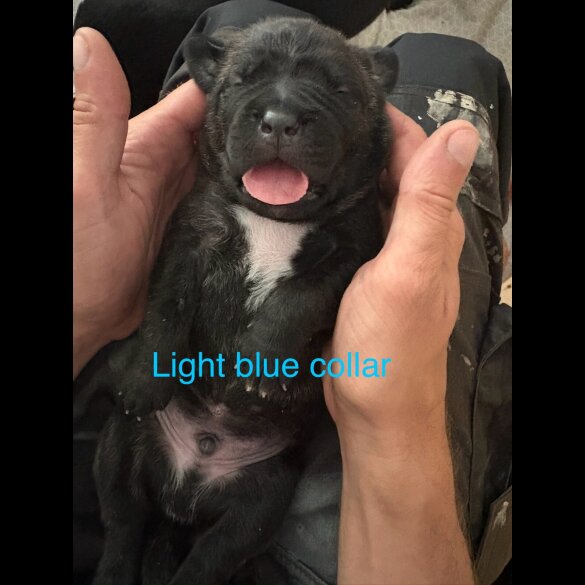Cane Corso - Both