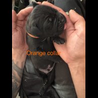 Cane Corso - Both
