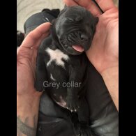 Cane Corso - Both