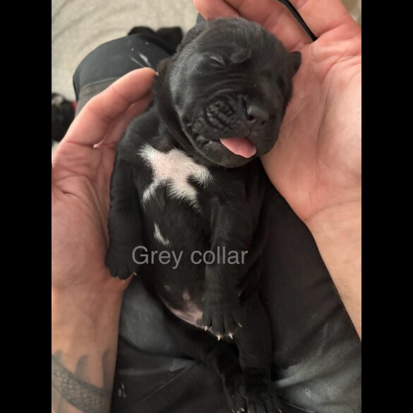 Cane Corso - Both