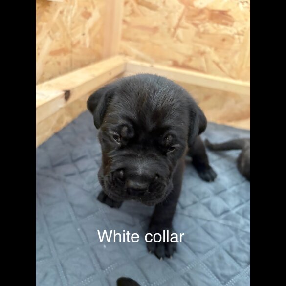 Cane Corso - Both