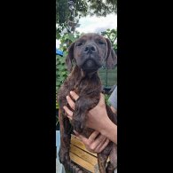 Cane Corso - Both