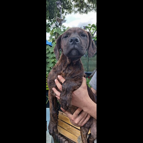 Cane Corso - Both