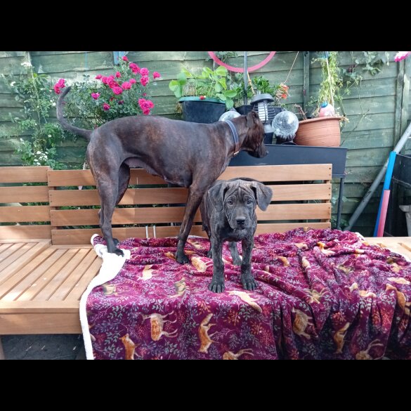 Cane Corso - Both
