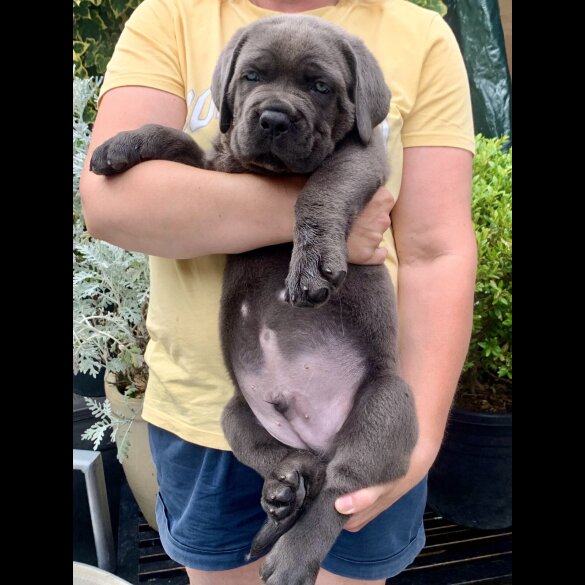 Cane Corso - Both