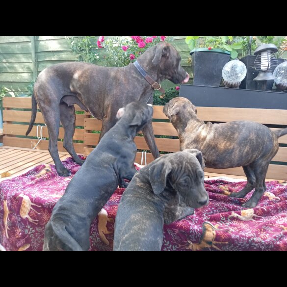 Cane Corso - Both