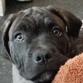 Cane Corso - Both
