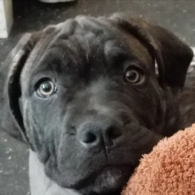 Cane Corso - Both