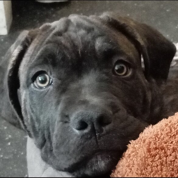 Cane Corso - Both