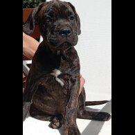 Cane Corso - Both