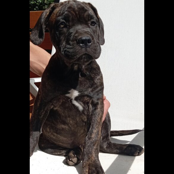 Cane Corso - Both
