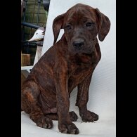 Cane Corso - Both
